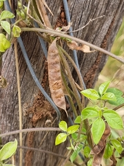 Macrotyloma axillare