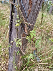 Macrotyloma axillare