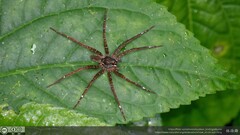 Dolomedes raptor