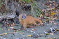 Mustela sibirica