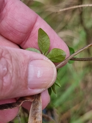 Macrotyloma axillare