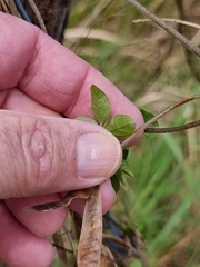 Macrotyloma axillare