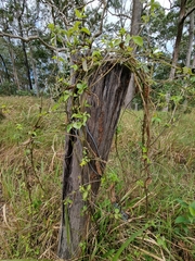 Macrotyloma axillare