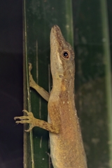 Anolis cryptolimifrons