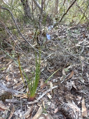 Thelymitra ixioides