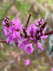 Indigofera australis australis