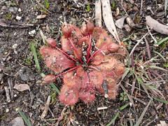 Drosera whittakeri