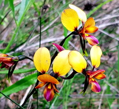 Diuris magnifica