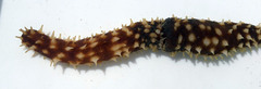 Holothuria hilla