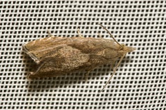 Dichrorampha