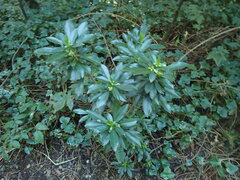 Daphne laureola