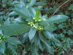 Daphne laureola