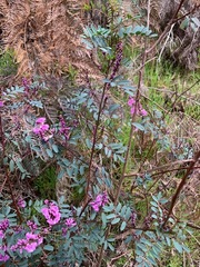 Indigofera australis australis