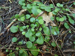 Lagenophora strangulata
