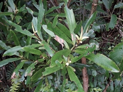 Myrsine salicina