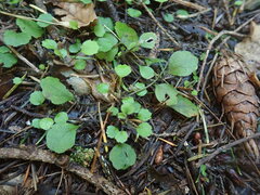 Lagenophora strangulata