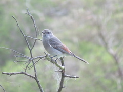 Pachycephala pectoralis