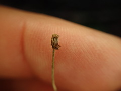 Lagenophora strangulata