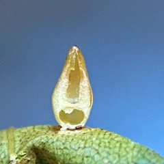 Caryomyia ovalis
