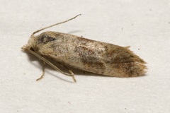Cochylini