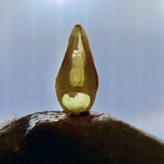 Caryomyia ovalis