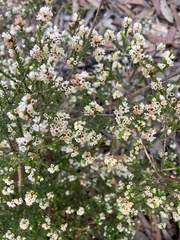 Micromyrtus ciliata