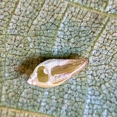 Caryomyia ovalis