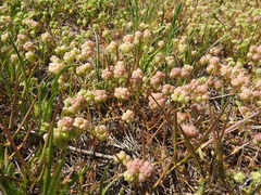Valerianella vesicaria