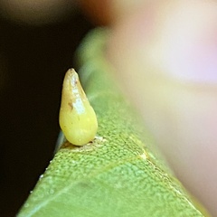 Caryomyia ovalis
