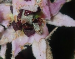 Curculionoidea