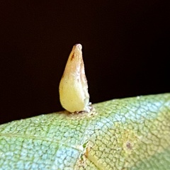 Caryomyia ovalis