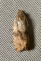 Celypha striana