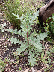 Senecio picridioides