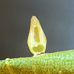 Caryomyia ovalis