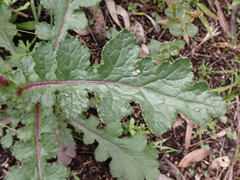 Senecio picridioides