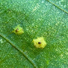 Caryomyia ovalis