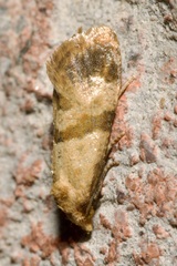 Phalonidia contractana