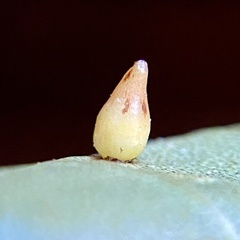 Caryomyia ovalis