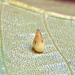 Caryomyia ovalis