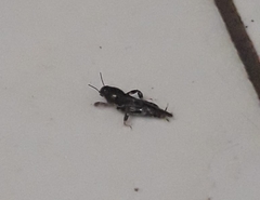 Tridactylidae