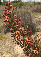 Daviesia brevifolia