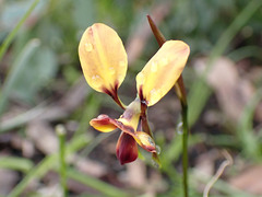 Diuris orientis