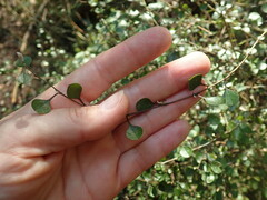 Helichrysum lanceolatum