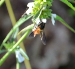 Apis dorsata