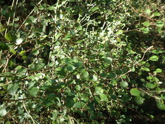 Helichrysum lanceolatum