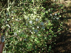 Helichrysum lanceolatum