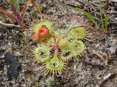 Drosera glanduligera