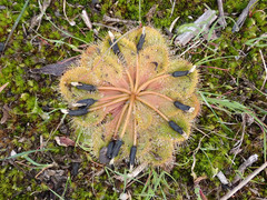 Drosera whittakeri