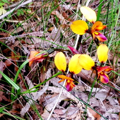 Diuris magnifica