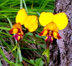 Diuris magnifica